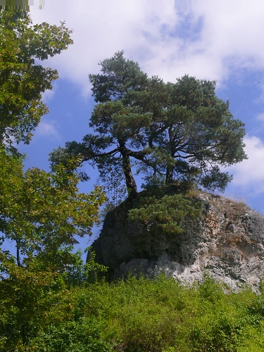 Da steht ein Baum auf der Burg!